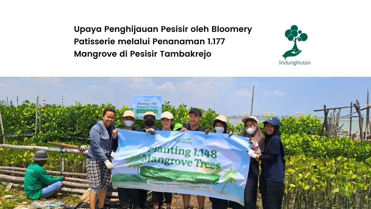 Bloomery Patisserie Tanam 1.177 Mangrove di Pesisir Tambakrejo